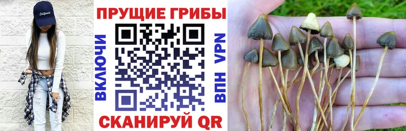 Галлюциногенные грибы Cubensis купить наркотики цена Отрадный